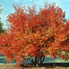 musclewood tree in the fall