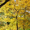 hop hornbeam tree in the fall