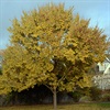 lacebark elm tree in the fall