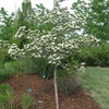 hawthorne tree in the spring