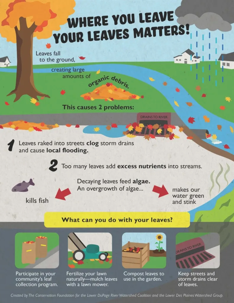 leaf lifecycle