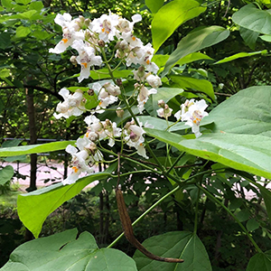 catalpa tree