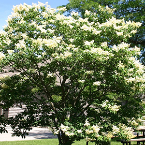japanese lilac tree
