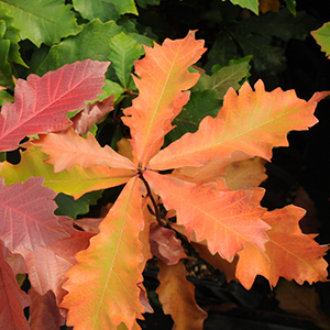 swamp white oak tree