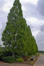 bald cypress tree