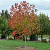 Small maple tree with red leaves in fall
