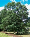 Mature swamp oak tree in a park