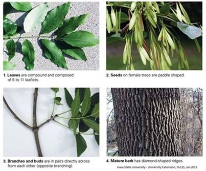 identifying Ash trees