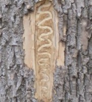 larvae patters under tree bark