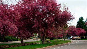 Littletons crabapple blossoms