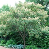 amur maackia tree in the summer
