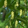 hop hornbeam tree in the spring