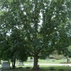 chinkapin oak tree in the spring