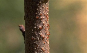 Cytospora canker (Cytospora sp.) -- spore tendrils emerging from the trunk of a tree. William Jacobi, Colorado State University, Bugwood.org 