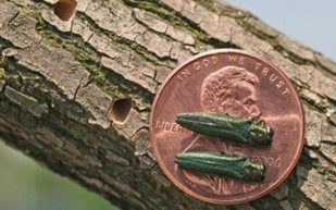 adult borers pictured on top of a penny