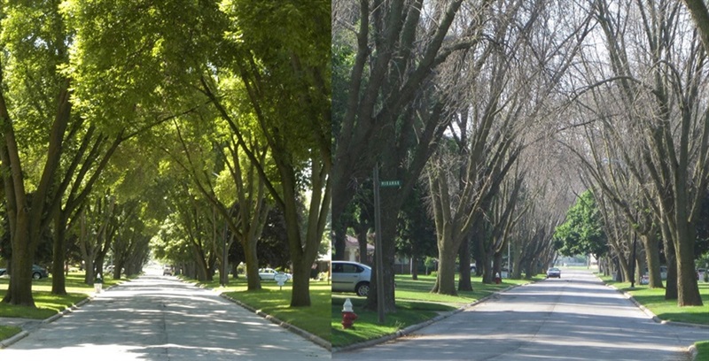 before-and-after-of-trees-affected-by-the-Emerald-Ash-Borer