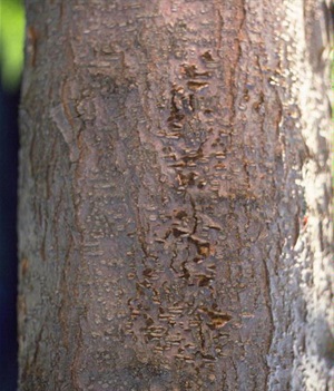 Thyronectria canker on a honey locust tree